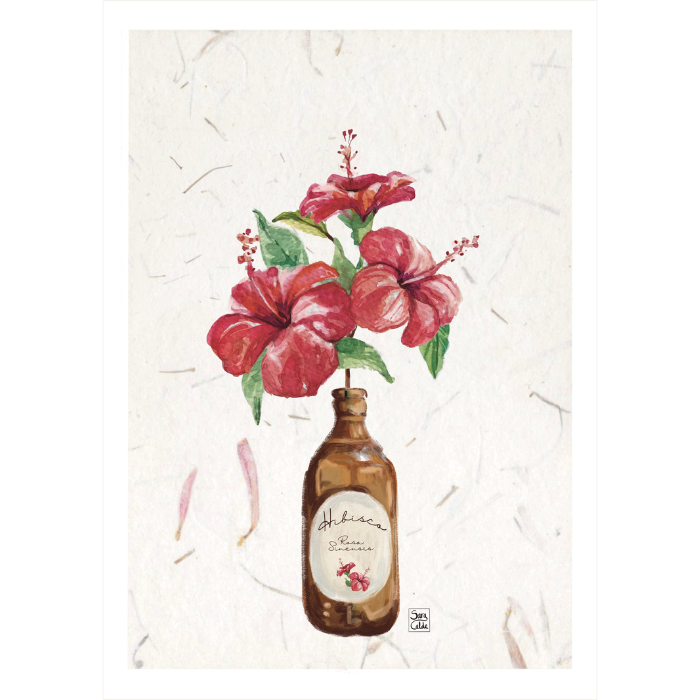 Hibisco